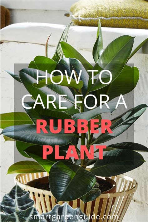 watering rubber plant soil